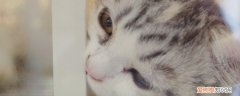 猫咪肾病症状,猫咪的肾病的症状,妈咪肾病症状表现，猫咪肾脏病初期症状