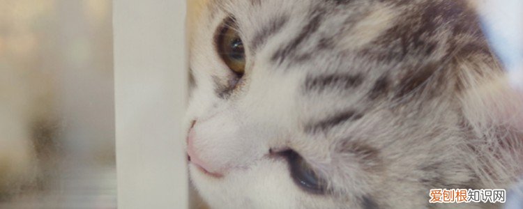 猫咪肾病症状,猫咪的肾病的症状,妈咪肾病症状表现，猫咪肾脏病初期症状