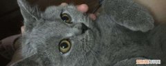 猫咪得了肝肾衰如何治疗,猫咪肝衰竭怎么治疗,猫咪肾衰竭治疗方法，猫咪肝肾衰竭能治好吗