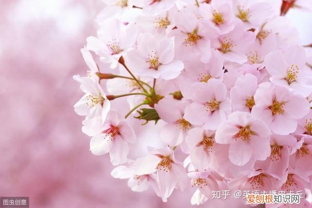 各种各样的花翻译,“花开了”千万别翻译成”Flowers are open”!