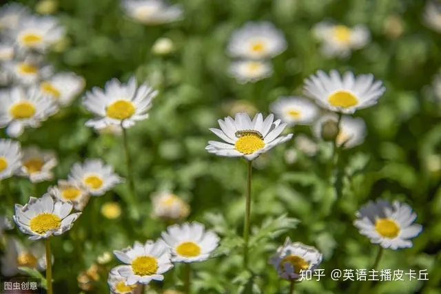 各种各样的花翻译,“花开了”千万别翻译成”Flowers are open”!