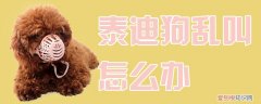 泰迪狗乱叫怎么办，泰迪狗狗乱叫怎么办