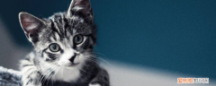 猫咪限制性心肌炎,猫咪限制性心肌炎的症状,猫咪心肌炎症状表现，猫急性心肌炎症状