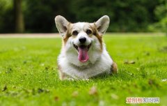 狗有泪痕是什么原因 狗狗有泪痕是哪些原因