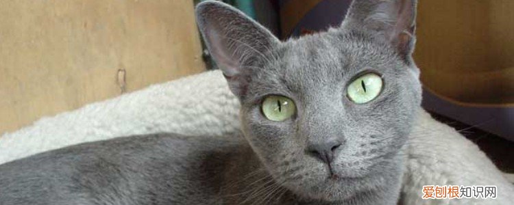 如何彻底根治猫咪真菌,猫咪真菌感染了要用什么药呢?,猫咪真菌感染一直反复怎么办