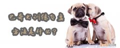 巴哥犬训练飞盘方法是什么，怎么训练八哥盘飞
