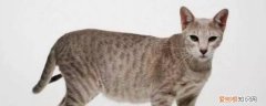 猫咪股骨头骨折,猫咪股骨头骨折怎么办,猫咪股骨头骨折后遗症，猫咪股骨头骨折切除后会好吗