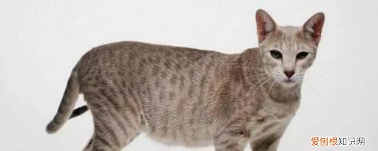 猫咪股骨头骨折,猫咪股骨头骨折怎么办,猫咪股骨头骨折后遗症,猫咪股骨头骨折切除后会好吗