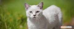 猫咪做了手术伤口一直肿,猫咪伤口一直不好,猫咪伤口一直好不了，猫的伤口肿了