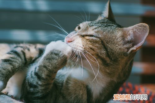 什么样的铲屎官,科普|新晋铲屎官,必备养宠知识