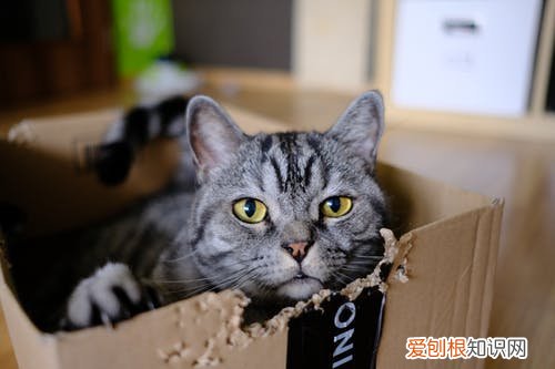 什么样的铲屎官,科普|新晋铲屎官,必备养宠知识