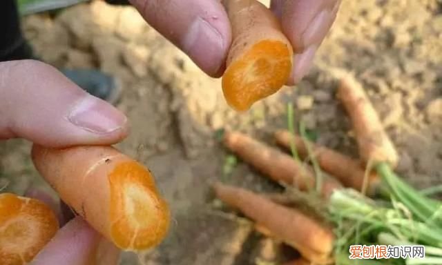 胡萝卜算不算是水果,水果胡萝卜的功效与作用