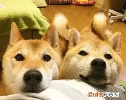 养宠物知识,养宠基本知识,宠宠院告诉你不知道的那些事!