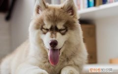 狗狗发烧的症状有哪些症状 狗狗发烧症状有什么