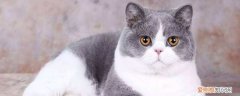 用什么药可以促进猫咪伤口愈合,猫咪伤口愈合的药,猫咪伤口愈合用什么