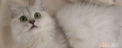 猫咪肾衰,猫咪肾衰竭,猫肾衰竭症状，猫咪肾衰竭什么原因