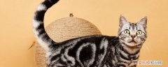 猫咪尿道流血,小猫尿道流血,公猫尿道流血，猫咪尿道流血,小猫尿道流血,公猫尿道流血