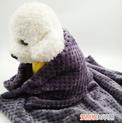养幼犬你需要注意什么,养宠知识:幼犬该怎么养?这几点一定得记牢