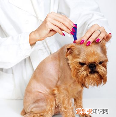 养幼犬你需要注意什么,养宠知识:幼犬该怎么养?这几点一定得记牢