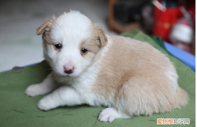 养幼犬你需要注意什么,养宠知识:幼犬该怎么养?这几点一定得记牢