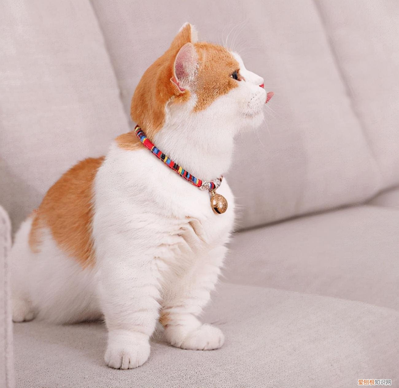 新手养猫建议养什么猫,新手养猫必看的20条小建议,教你科学养猫