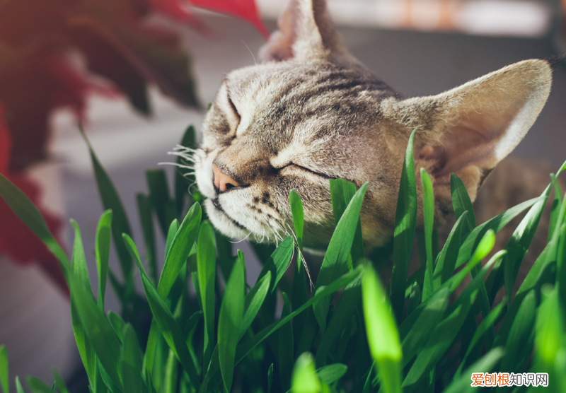 新手养猫建议养什么猫,新手养猫必看的20条小建议,教你科学养猫