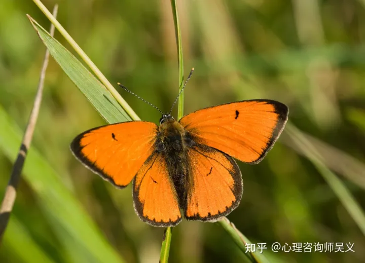 孩子的自信应该这么培养,家长你真的知道吗视频,孩子的自信应该这么培养,家长你真的知道吗?