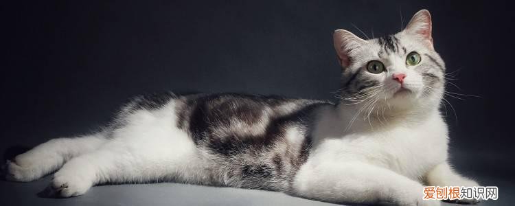 猫咪子宫蓄脓传染吗,猫子宫蓄脓传染吗,猫咪子宫蓄脓会传染吗,猫一定会子宫蓄脓吗