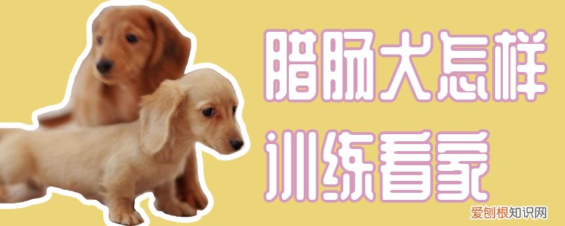 腊肠犬怎样训练看家,腊肠犬如何训练