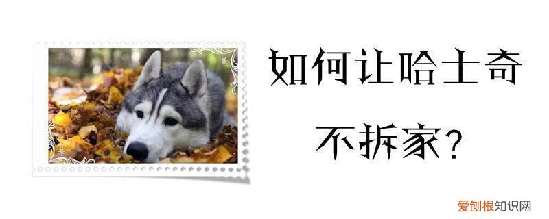 如何让哈士奇不拆家,哈士奇怎么才不拆家