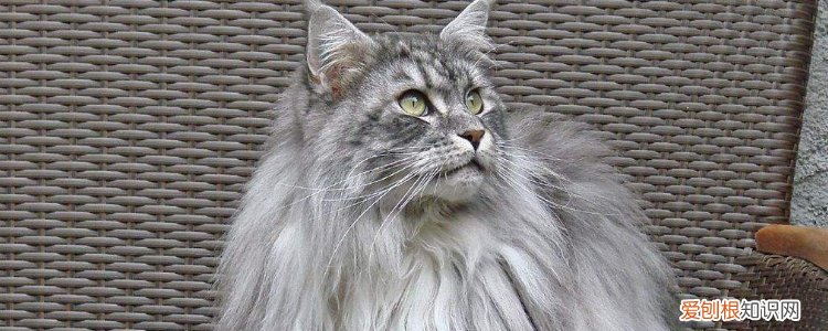 猫甲状腺亢进什么反应,猫甲状腺机能亢进症,猫咪甲状腺亢进症状,猫咪甲状腺机能亢进症状及治疗方法