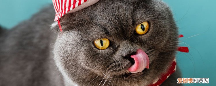 猫咪异食癖补充什么,猫咪异食癖怎么办,猫咪异食癖怎么治,异食癖猫咪要补充什么
