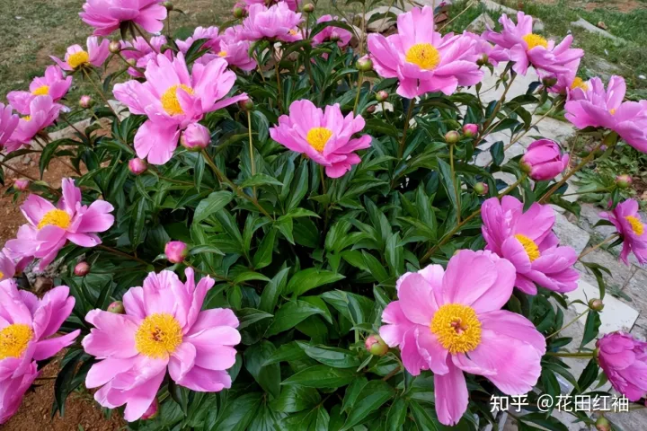 给花浇水的优美句子，养花施肥有诀窍，记住4句“小口诀”，养花路上不迷茫