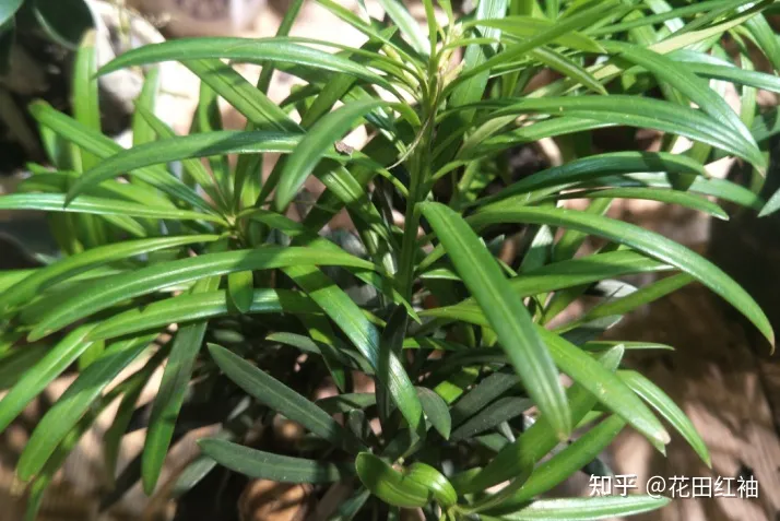 给花浇水的优美句子，养花施肥有诀窍，记住4句“小口诀”，养花路上不迷茫