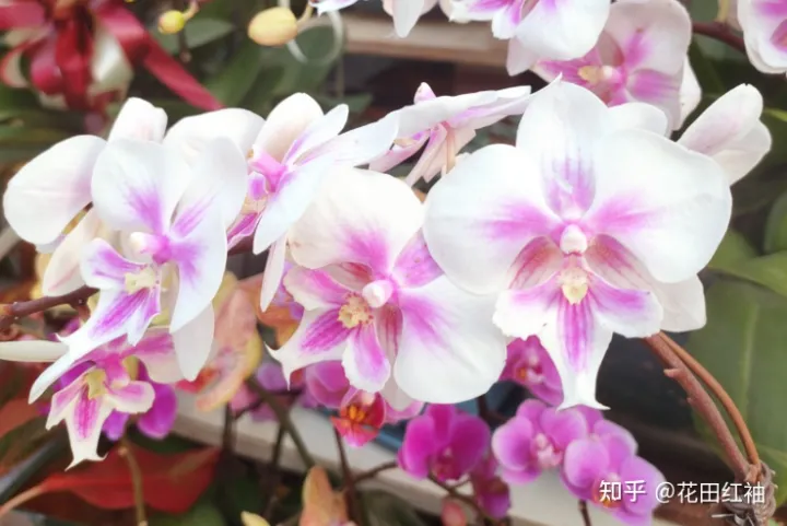 给花浇水的优美句子，养花施肥有诀窍，记住4句“小口诀”，养花路上不迷茫