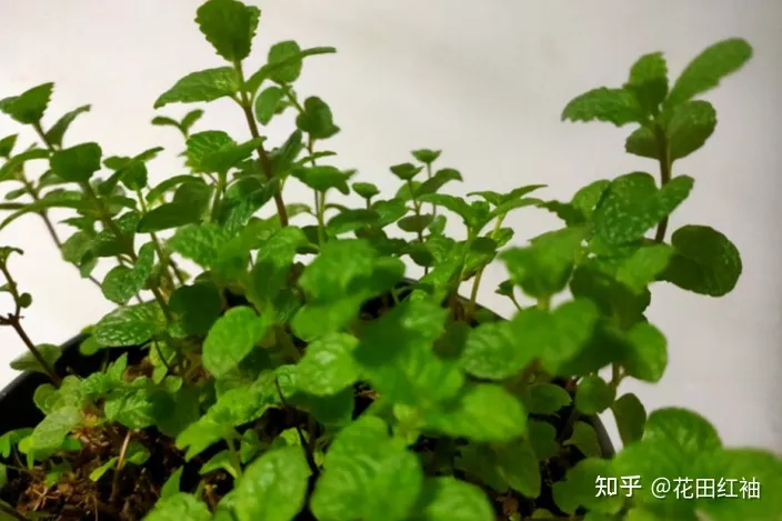 给花浇水的优美句子，养花施肥有诀窍，记住4句“小口诀”，养花路上不迷茫
