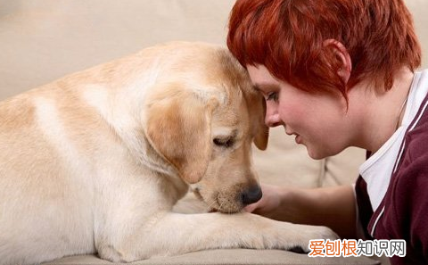 养狗要注意什么,养狗不知道的15条冷知识~新手养狗