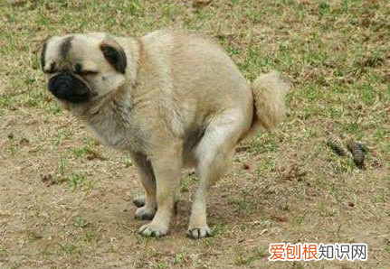养狗要注意什么,养狗不知道的15条冷知识~新手养狗