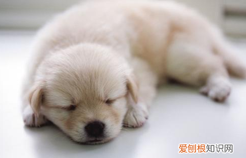 养狗要注意什么,养狗不知道的15条冷知识~新手养狗