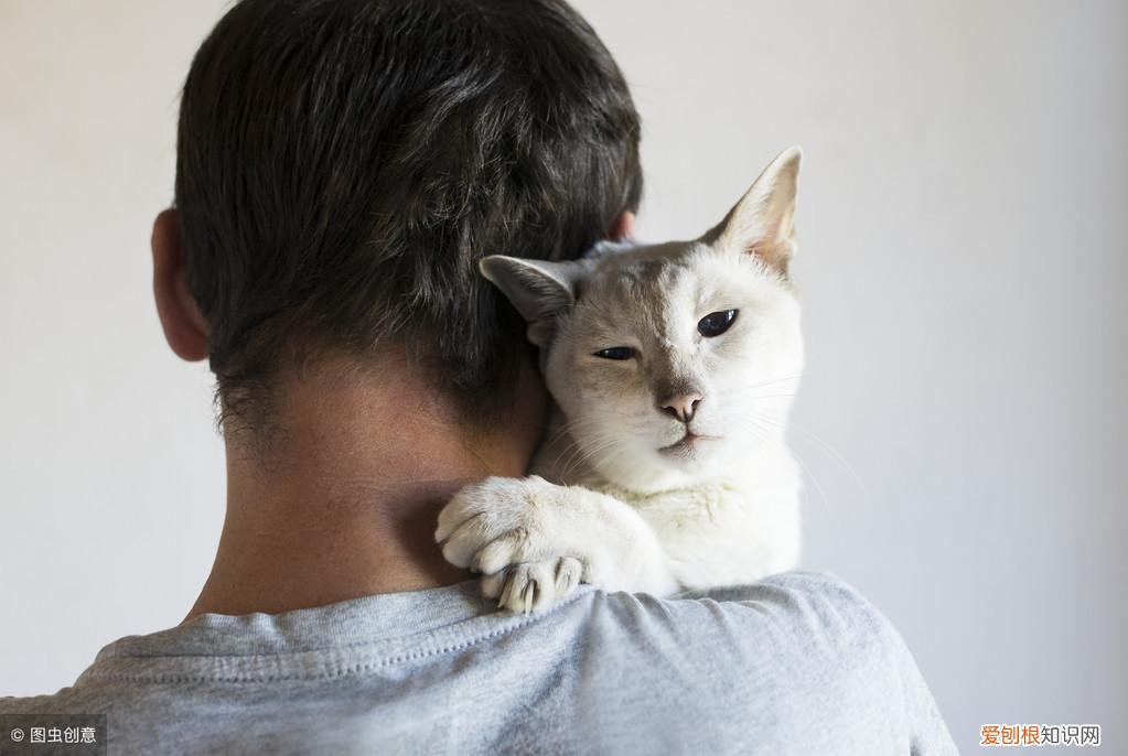 猫和狗是宠物吗,猫狗知道它们是宠物吗?狗狗知道,猫可能都不知道自己是猫