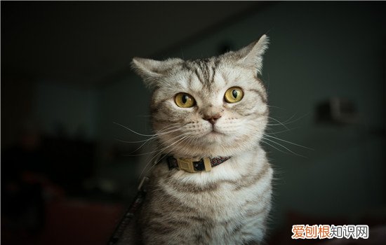猫猫皮肤有黑点,猫猫皮肤上有很多黑点,猫皮肤根部聚集黑点并脱毛,长毛猫皮肤上有黑点