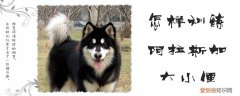 怎样训练阿拉斯加大小便，阿拉斯加拉屎怎么训练