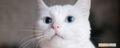 猫咪流口水怎么办,猫流口水怎么办,猫流口水怎么治疗，猫总是流口水怎么办