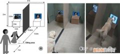 狗知道自己是狗吗?，狗是否知道自己是狗 ？