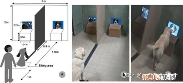 狗知道自己是狗吗?,狗是否知道自己是狗 ?