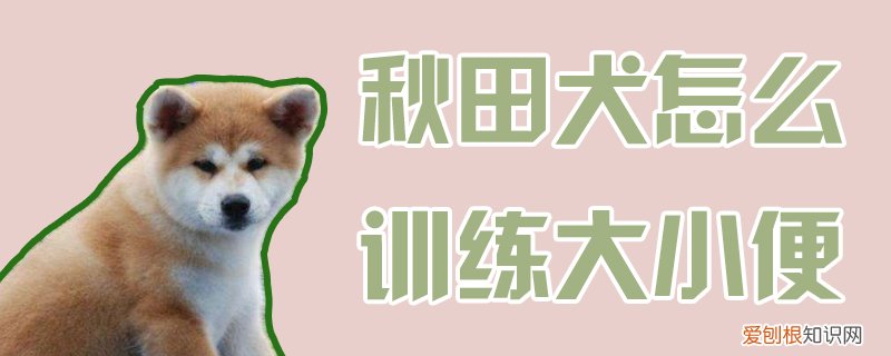 秋田犬怎么训练大小便,秋田犬训练大小便的方法