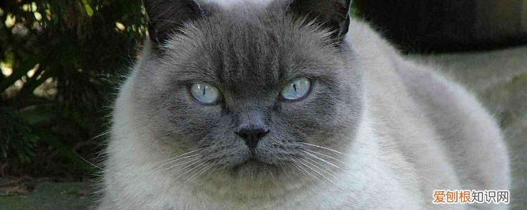 猫有肥胖症吗,猫有没有肥胖症