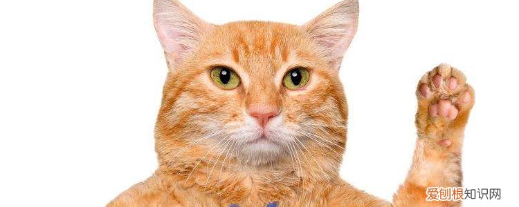 猫肥胖症怎么治疗,猫咪肥胖症怎么治疗,猫咪得了肥胖症怎么办,猫肥胖症会有什么症状