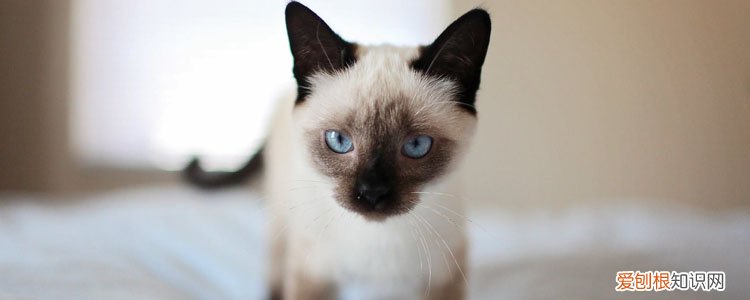 猫有异食癖怎么办,猫异食癖怎么解决,猫异食癖的防治措施，小猫咪有异食癖怎么办