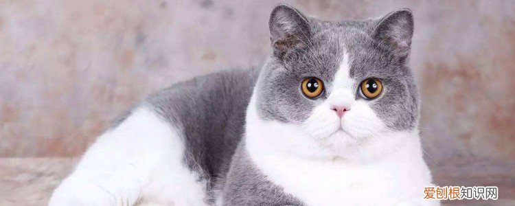 猫咪眼睛发炎是怎么样,猫咪眼睛发炎怎么办,猫咪眼睛发炎症状,猫咪眼睛发炎了